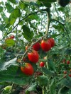 Tomates Cherry Pera Lobello Huerta Toledo ECO (1Kg)