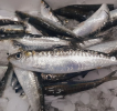 Sardinas Málaga (500gr)