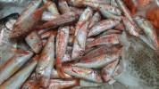 Salmonetes Fuengirola (500gr)