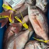 Pargo Bocinegro Conil (Pieza de 800gr)