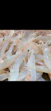 Gambas Cristal (1Kg)