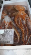 Pulpo Roquer Lonja Fuengirola (2-3Kg)