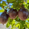 Fruta de la Pasión Costa Tropical Málaga