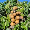 Longan (500gr)